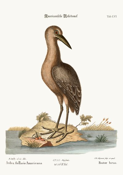 The brown Bittern by Mark Catesby